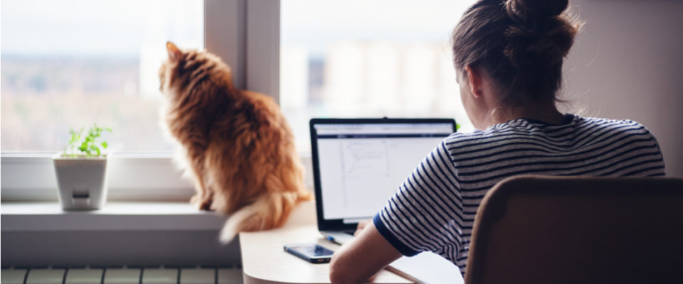 Using the Parallax Effect on Your WordPress Website. image depicts a woman working on laptop with cat looking out window