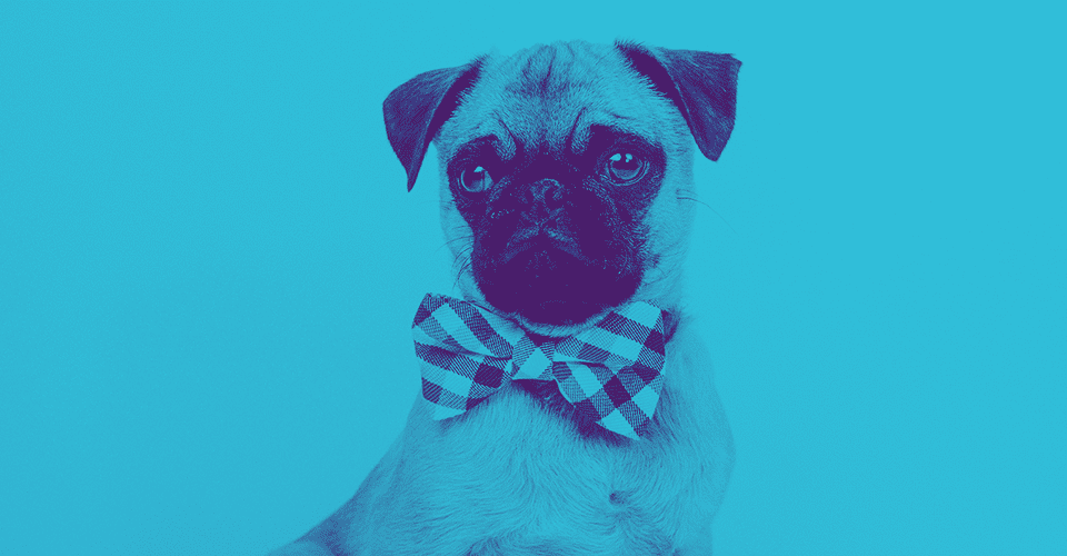 Duotone image of a pug