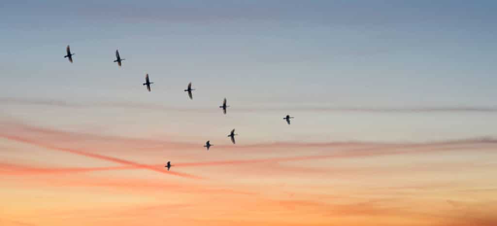 birds flying in V formation